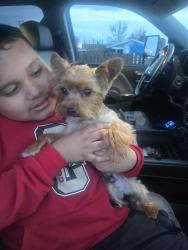 Lost Male Dog last seen Washington ave  3 ave. Yakima wa, Yakima, WA 98903