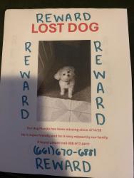 Lost Male Dog last seen Near Foss avenue, San Anselmo, CA 94960
