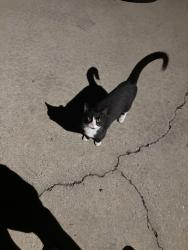 Found/Stray Unknown Cat last seen Crandall Crest Neighborhood, Springville, AL 35146