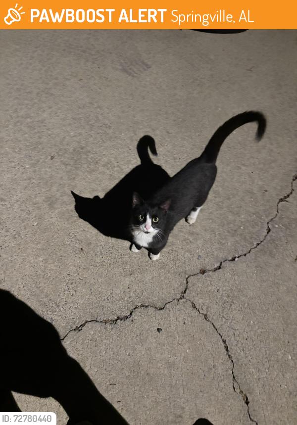 Found/Stray Unknown Cat last seen Crandall Crest Neighborhood, Springville, AL 35146