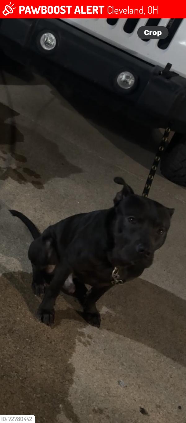 Lost Male Dog last seen 79th by that park, Cleveland, OH 44103