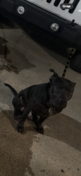 Lost Male Dog last seen 79th by that park, Cleveland, OH 44103