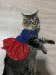 Lost Female Cat last seen Ashland hights, Box Elder, SD 57719