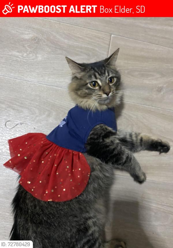 Lost Female Cat last seen Ashland hights, Box Elder, SD 57719
