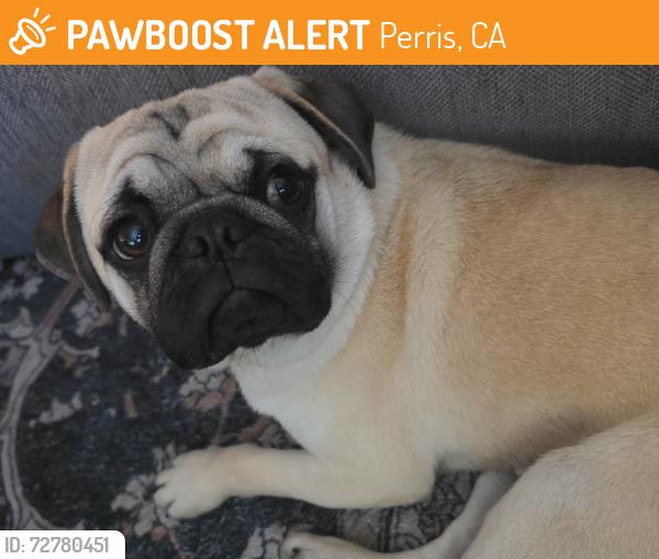 Found/Stray Male Dog last seen Highway 74, Perris, CA 92570