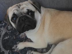 Found/Stray Male Dog last seen Highway 74, Perris, CA 92570