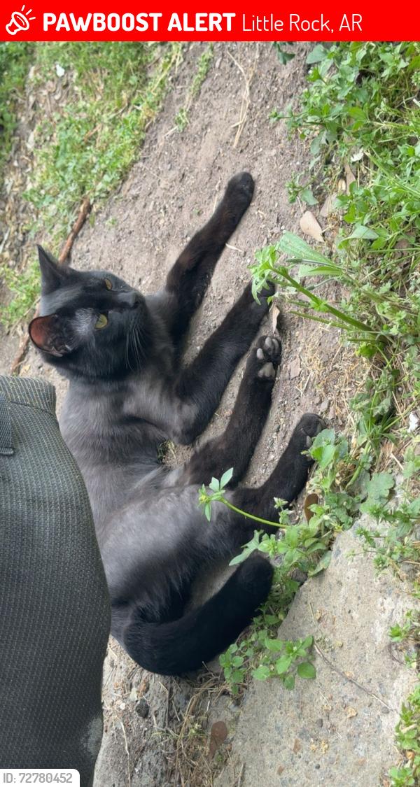 Lost Male Cat last seen Legion hut rd, Little Rock, AR 72209