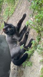 Lost Male Cat last seen Legion hut rd, Little Rock, AR 72209