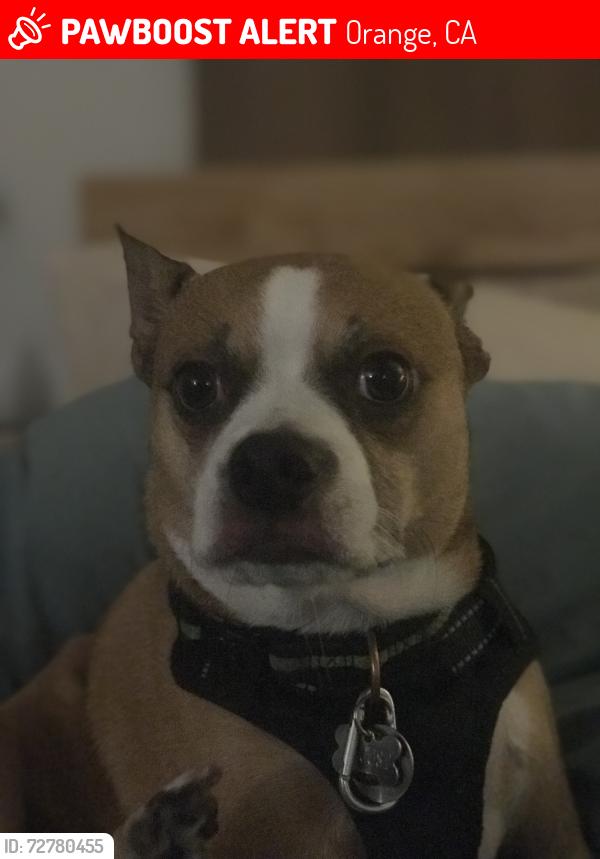 Lost Male Dog last seen Main/Chapman, Orange, CA 92868
