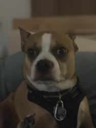 Lost Male Dog last seen Main/Chapman, Orange, CA 92868