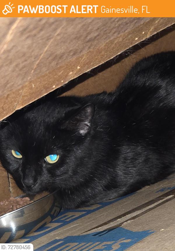 Found/Stray Unknown Cat last seen NW 16th Terrace and 23rd Avenue, Gainesville, FL 32605