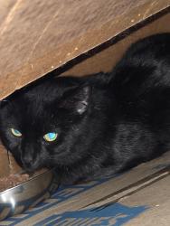 Found/Stray Unknown Cat last seen NW 16th Terrace and 23rd Avenue, Gainesville, FL 32605