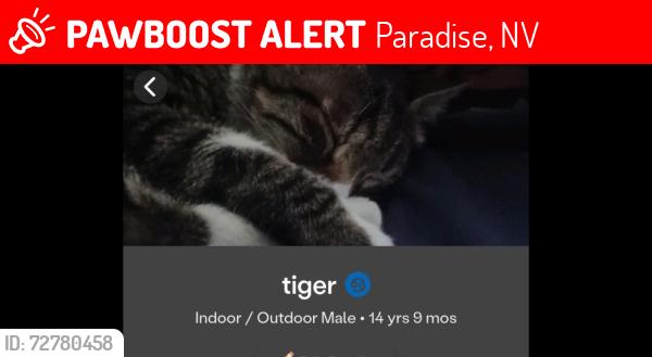 Lost Male Cat last seen Roce and garland court, Paradise, NV 89121