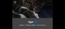 Lost Male Cat last seen Roce and garland court, Paradise, NV 89121