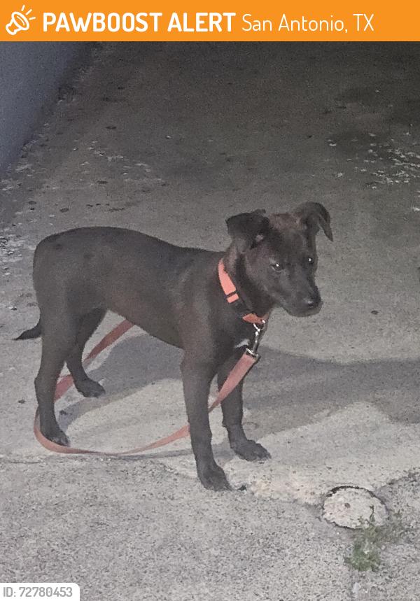 Found/Stray Unknown Dog last seen Gopuff, San Antonio, TX 78201
