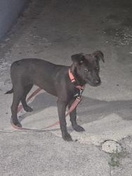 Found/Stray Unknown Dog last seen Gopuff, San Antonio, TX 78201