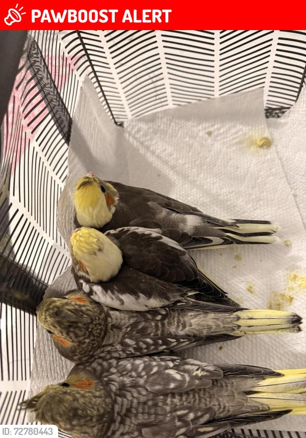 Lost Male Bird last seen La Mancha , Royal Palm Beach, FL 33411