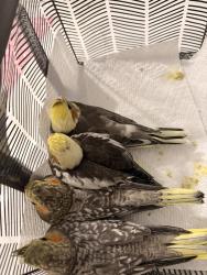 Lost Male Bird last seen La Mancha , Royal Palm Beach, FL 33411