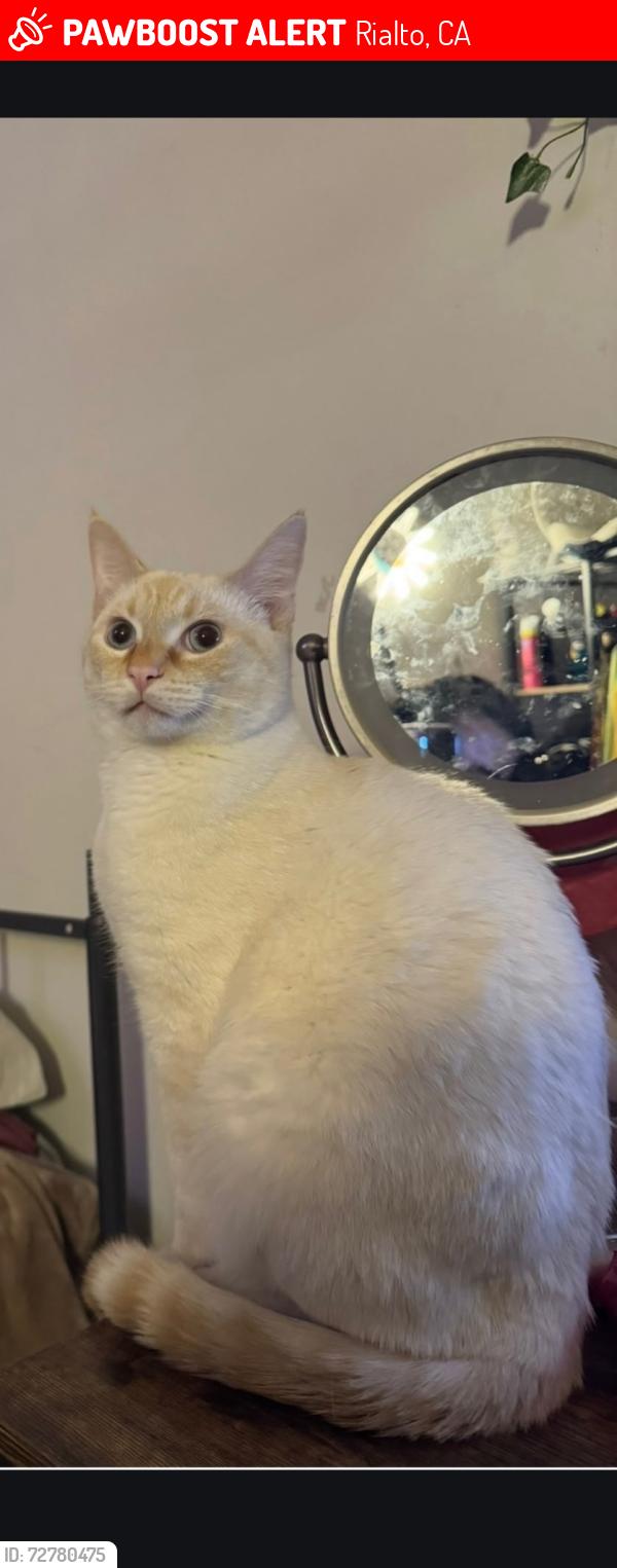 Lost Male Cat last seen Baseline and eucalyptus , Rialto, CA 92376