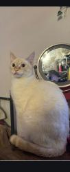 Lost Male Cat last seen Baseline and eucalyptus , Rialto, CA 92376