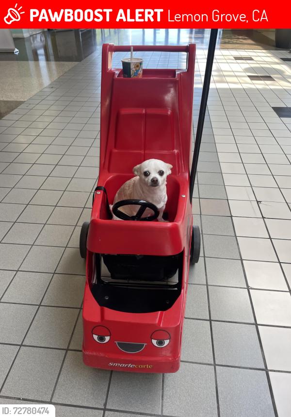Lost Female Dog last seen New Jersey in Lemon Grove, Lemon Grove, CA 91945