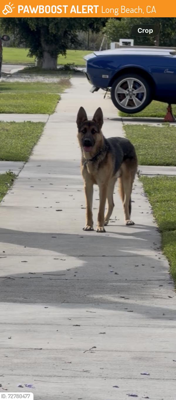Found/Stray Unknown Dog last seen between Jaymills Ave and DeForest Park Ave, Long Beach, CA 90805