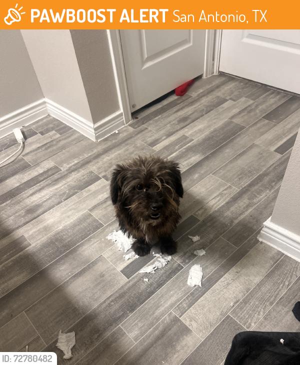 Found/Stray Male Dog last seen Alamo street, San Antonio, TX 78205