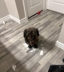 Found/Stray Male Dog last seen Alamo street, San Antonio, TX 78205