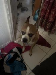 Lost Male Dog last seen Main st, Palm, Batavia, Orange, CA 92868