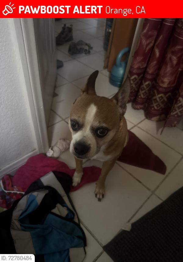 Lost Male Dog last seen Main st, Palm, Batavia, Orange, CA 92868