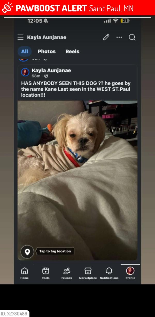 Lost Male Dog last seen Jackson st, Saint Paul, MN 55117