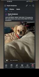 Lost Male Dog last seen Jackson st, Saint Paul, MN 55117