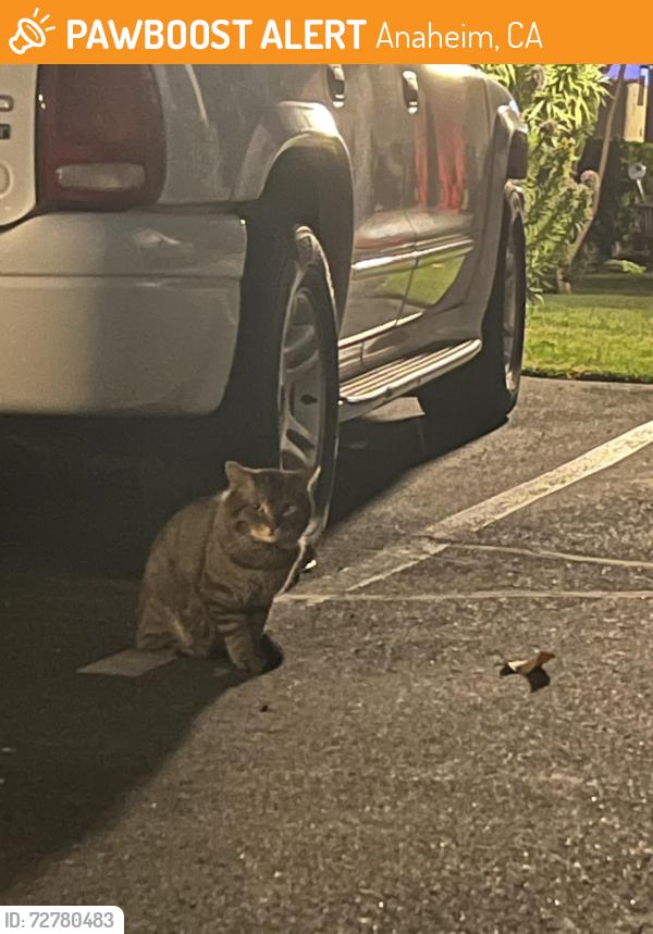 Found/Stray Unknown Cat last seen N. Via Marco & Armando , Anaheim, CA 92806