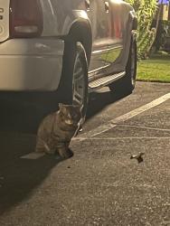 Found/Stray Unknown Cat last seen N. Via Marco & Armando , Anaheim, CA 92806