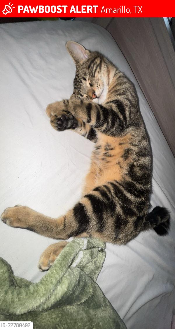 Lost Male Cat last seen Duncan and Curtis drive , Amarillo, TX 79109