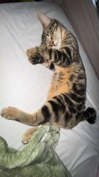 Lost Male Cat last seen Duncan and Curtis drive , Amarillo, TX 79109