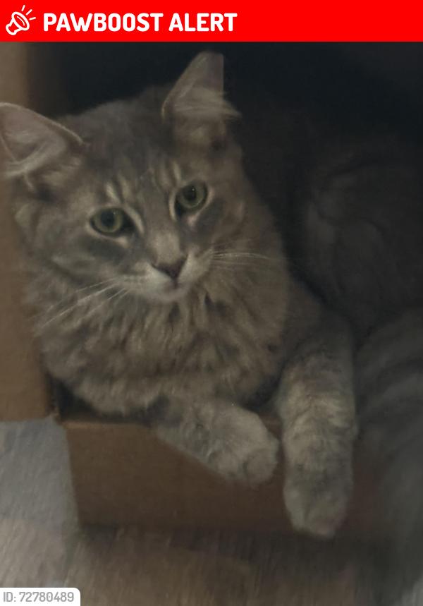 Lost Male Cat last seen Anna sandhill road, William Simmons Rd, KY 42101