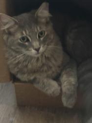 Lost Male Cat last seen Anna sandhill road, William Simmons Rd, KY 42101