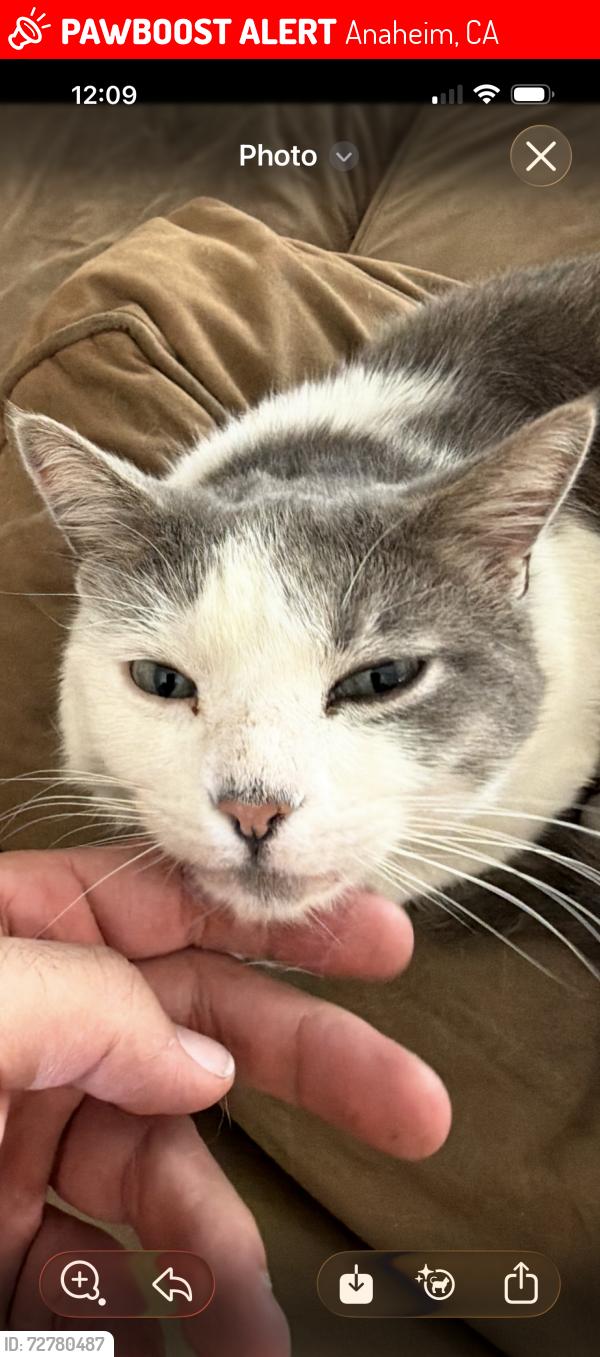 Lost Unknown Cat last seen Trident and Minerva ave, Anaheim, CA 92804