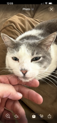 Lost Unknown Cat last seen Trident and Minerva ave, Anaheim, CA 92804