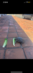 Lost Male Reptile last seen Independence way vista , Vista, CA 92084