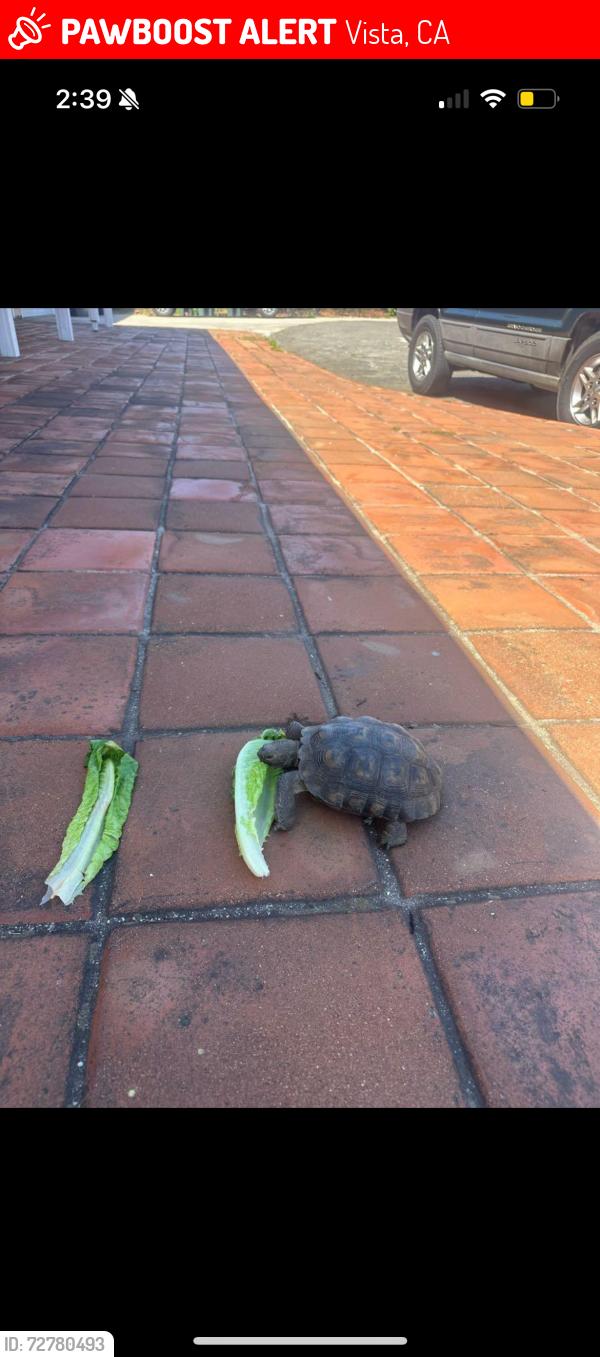 Lost Male Reptile last seen Independence way vista , Vista, CA 92084