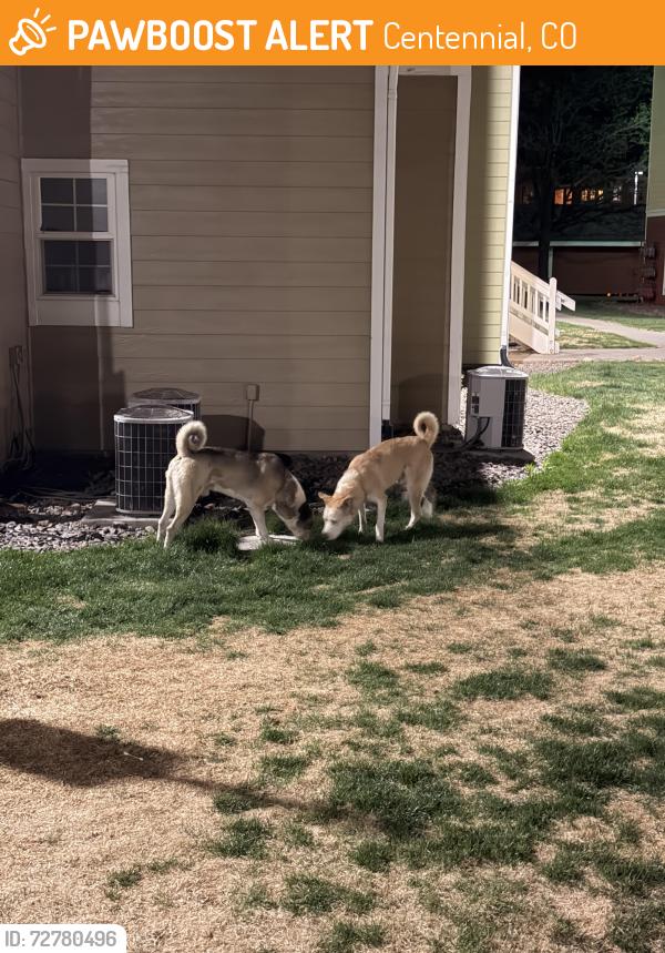 Found/Stray Unknown Dog last seen Parker and Orchard, Centennial, CO 80016