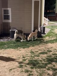 Found/Stray Unknown Dog last seen Parker and Orchard, Centennial, CO 80016