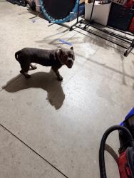Found/Stray Female Dog last seen Ramona and Evans, Perris, CA 92571