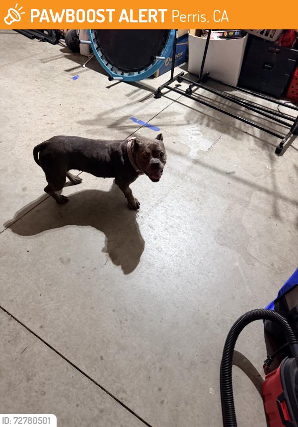 Found/Stray Female Dog last seen Ramona and Evans, Perris, CA 92571