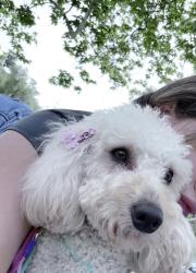 Lost Female Dog last seen Borden, fellows, Vaughn st, glenoaks blvd, Condado de Los Ángeles, CA 91401