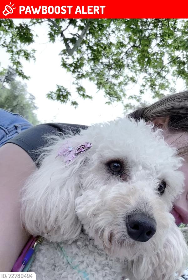 Lost Female Dog last seen Borden, fellows, Vaughn st, glenoaks blvd, Condado de Los Ángeles, CA 91401