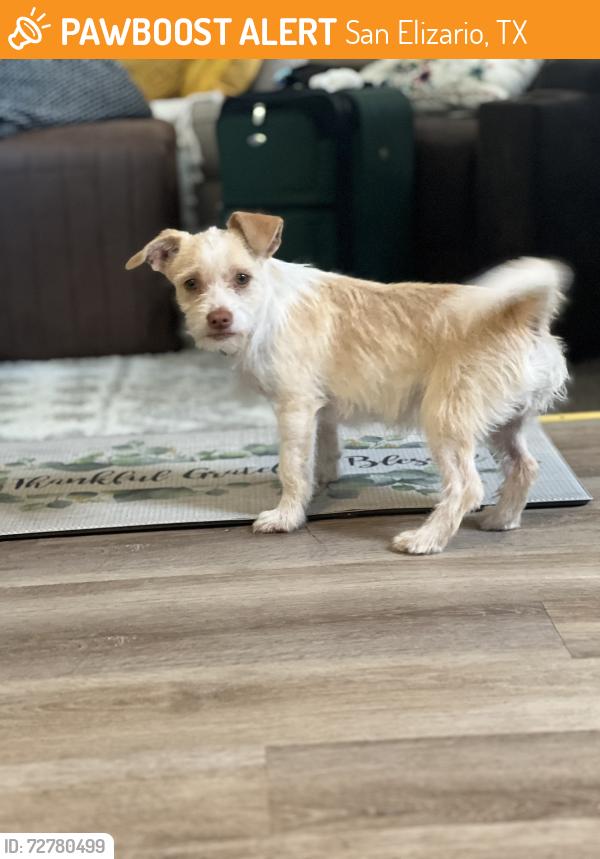 Found/Stray Male Dog last seen Camino de la Rosa , San Elizario, TX 79849