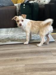 Found/Stray Male Dog last seen Camino de la Rosa , San Elizario, TX 79849